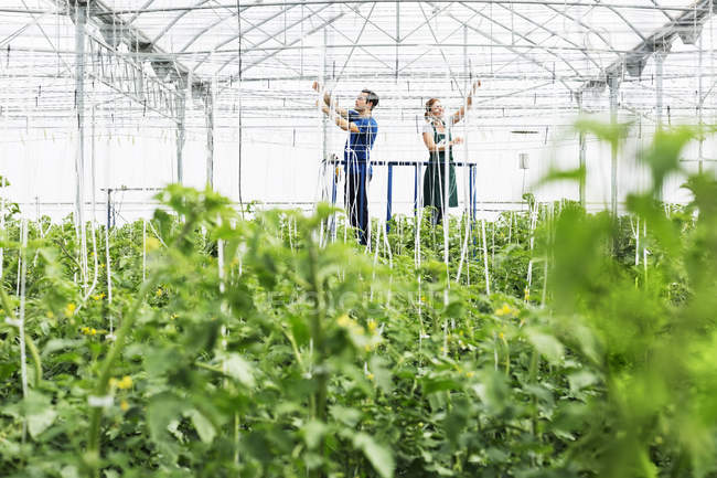 Trabajadores ajustando aspersores en invernadero - foto de stock