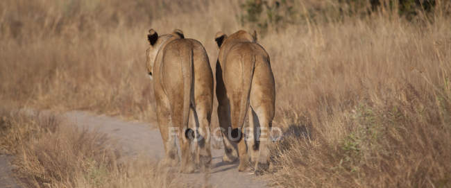 Lions walking on dirt path — Stock Photo
