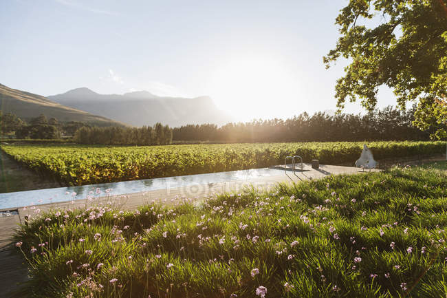 Luxury lap pool overlooking vineyard and mountains — Stock Photo