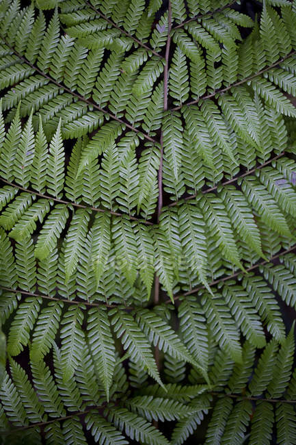 Primer plano de los patrones de las hojas de helecho - foto de stock