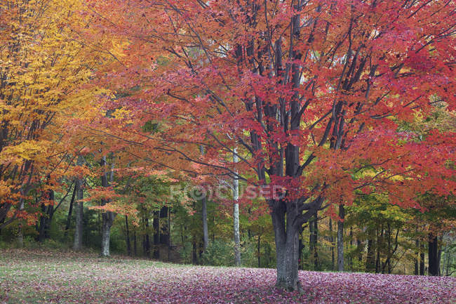 Осенние листья на деревьях днем — стоковое фото