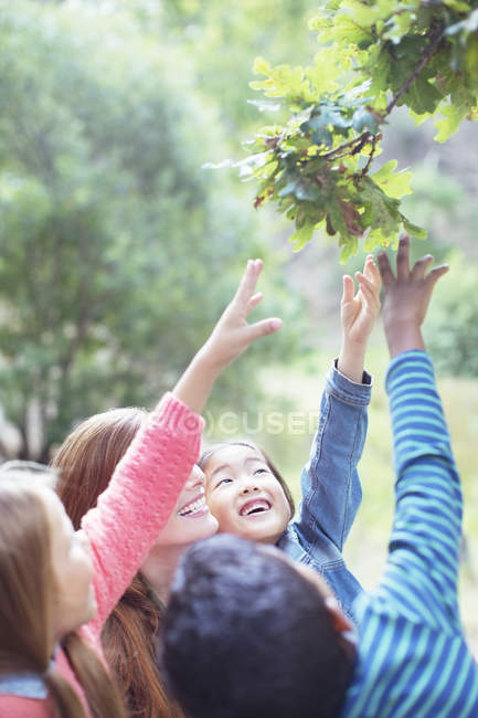 Teacher and students reaching for leaves on tree — Stock Photo