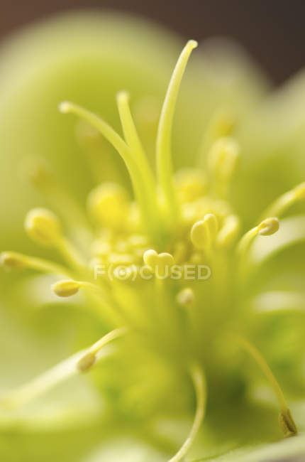 Close up of green hellebore during daytime — Stock Photo