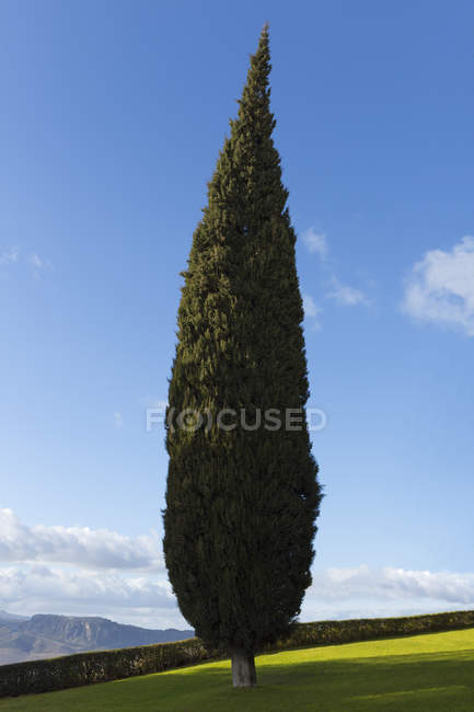 Cypress дерево, Андалусия, Іспанія — стокове фото