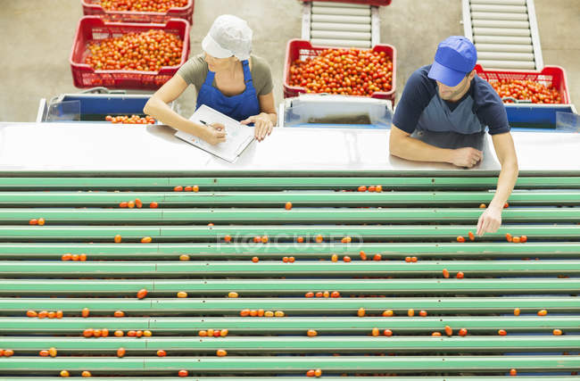 Workers examining tomatoes at conveyor belt in food processing plant — Stock Photo