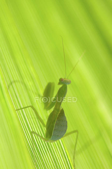 Close up of praying mantis on leaf — Stock Photo