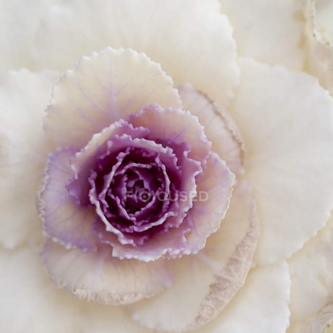 Extrême gros plan de chou blanc et violet plante — Photo de stock