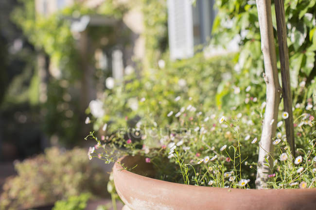 Delicate flowers growing in pot in sunny garden — Stock Photo