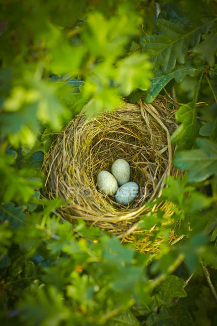 Close up of bird eggs in nest — Stock Photo