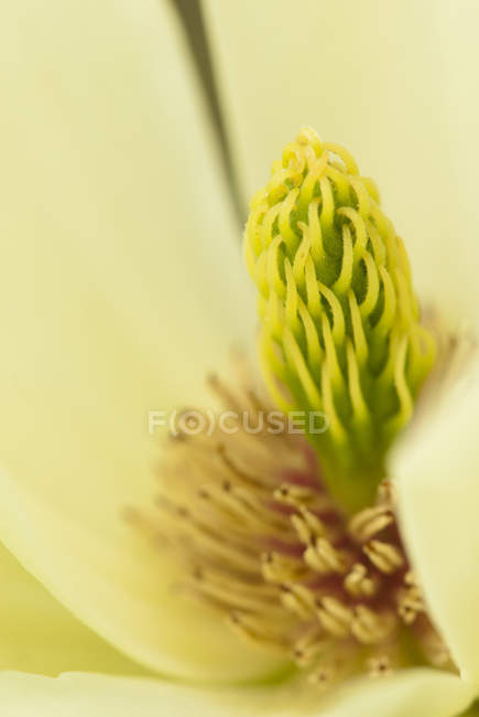 Primo piano di Magnolia Blossom — Foto stock