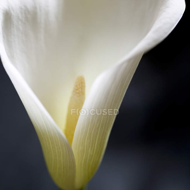 Gros plan de fleur de lys blanc sur fond sombre — Photo de stock