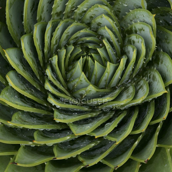 Primer plano del patrón de hoja en espiral verde - foto de stock