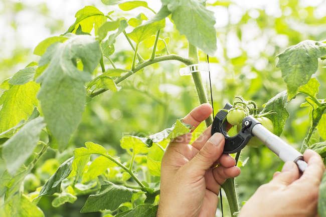 Botanist measuring small tomato with caliper in greenhouse — Stock Photo