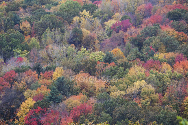 Осенние листья на деревьях днем — стоковое фото