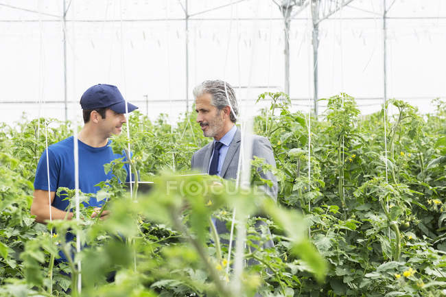 Propietario de empresa y trabajador hablando entre plantas de tomate en invernadero - foto de stock