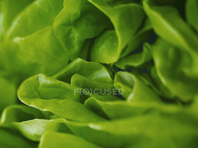 Extreme close up of round lettuce — Stock Photo