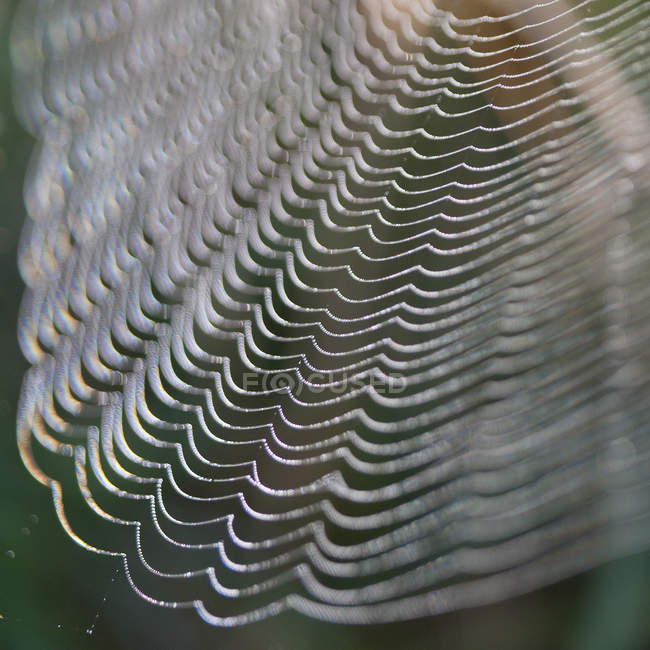 Крупним планом нитки павутини — стокове фото