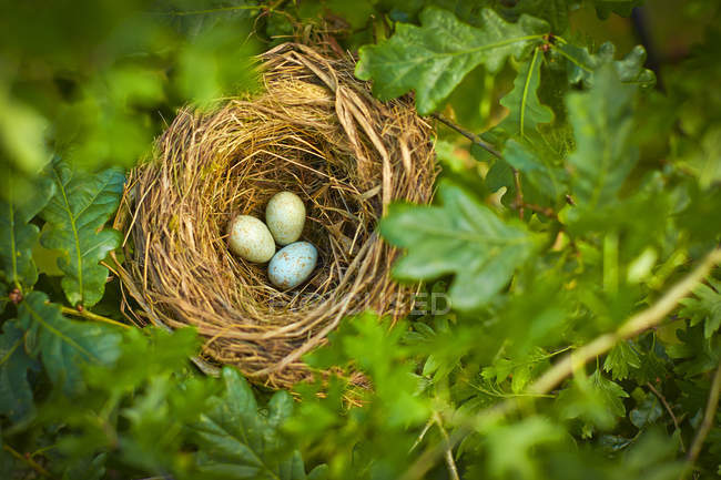 Gros plan des œufs d'oiseaux dans le nid à l'extérieur — Photo de stock