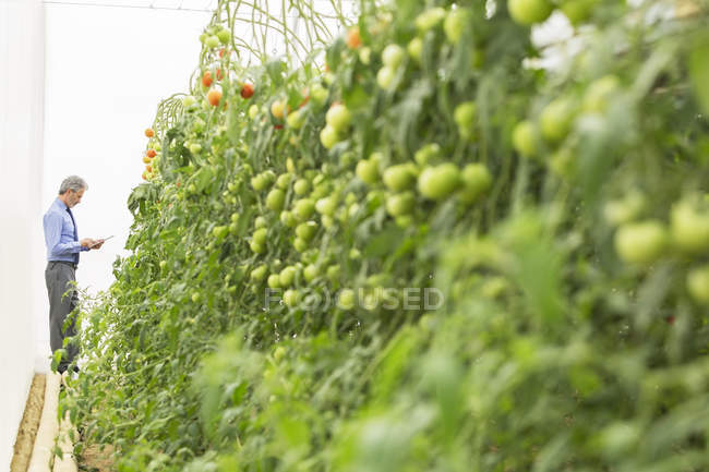 Botânico com tablet digital perto de plantas de tomate em estufa — Fotografia de Stock