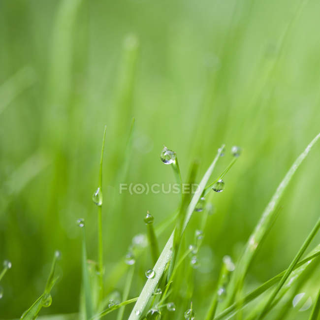 El primer plano de las gotas de agua en las hojas de hierba - foto de stock