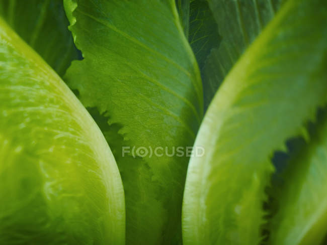 Extremo close-up de folhas de alface romaine — Fotografia de Stock