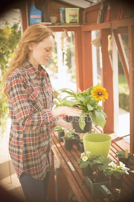 Woman gardening potting flowers in greenhouse — Stock Photo