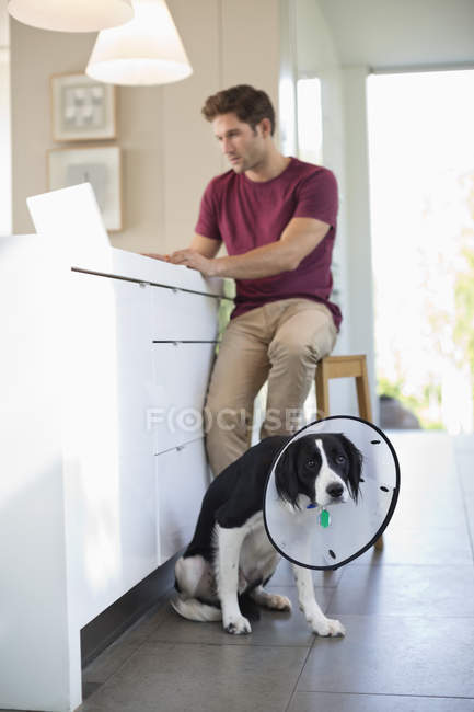 Людина використовує ноутбук за собакою в конусі — стокове фото