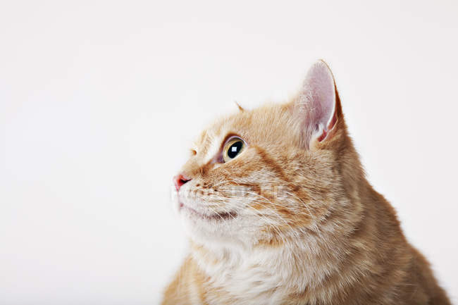 Primo piano del volto del gatto su sfondo bianco — Foto stock