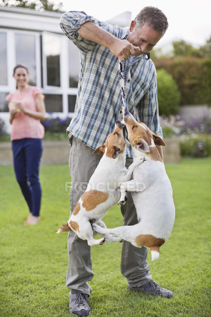 Мужчина играет с собаками на заднем дворе — стоковое фото