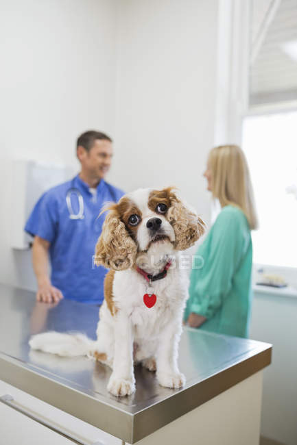 Dog sitting on table in veterinary surgery — Stock Photo