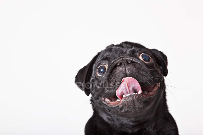 Primo piano del cane carlino che ansima il viso — Foto stock