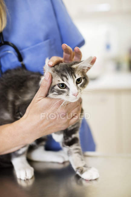 Vétérinaire examinant chat en chirurgie vétérinaire — Photo de stock