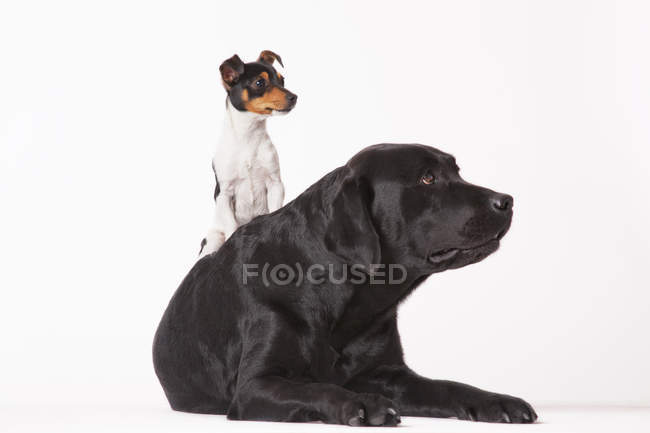 Маленькая собачка Джек Рассел сидит на большой чёрной собаке-лабрадоре — стоковое фото