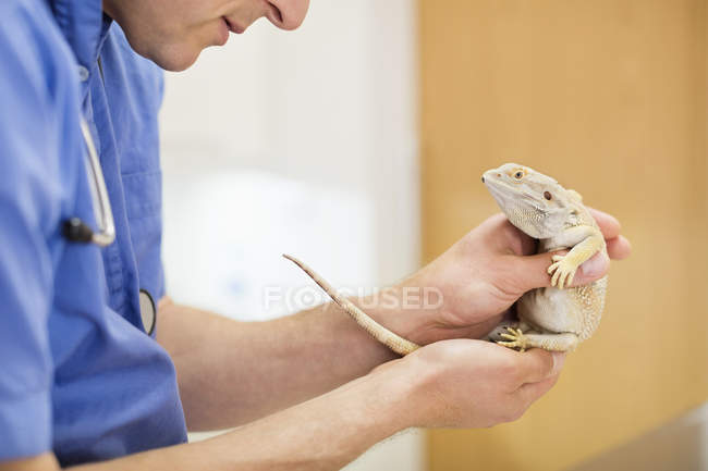 Veterinario examinando lagarto en cirugía veterinaria - foto de stock