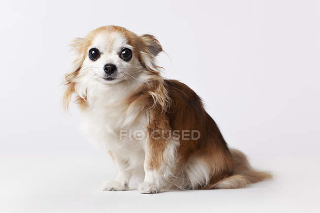 Собака чихуахуа сидить на підлозі — стокове фото