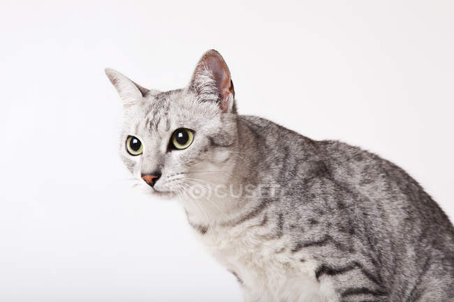 Закрыть лицо кота на белом фоне — стоковое фото