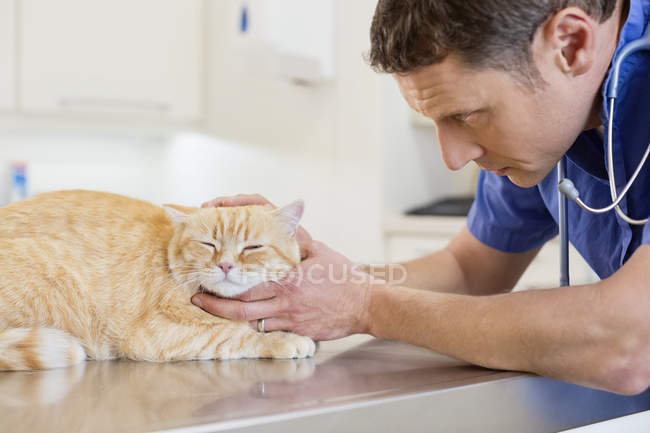 Veterinario examinando gato en cirugía veterinaria - foto de stock