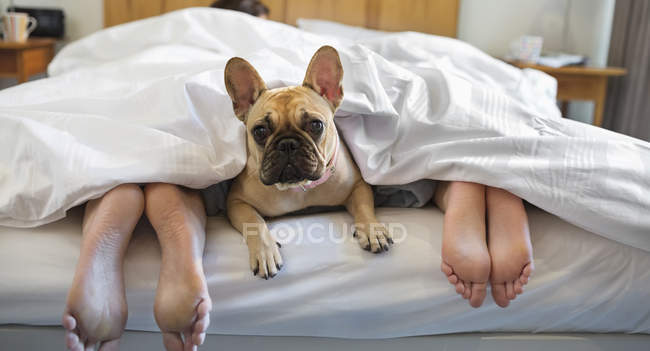 Cão que põe abaixo de coberturas com par em casa moderna — Fotografia de Stock