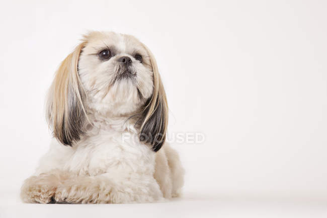 Shih-tzu Dog sitting on floor — Stock Photo