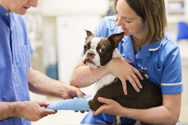 Veterinarios vendando pierna de perro en cirugía veterinaria - foto de stock