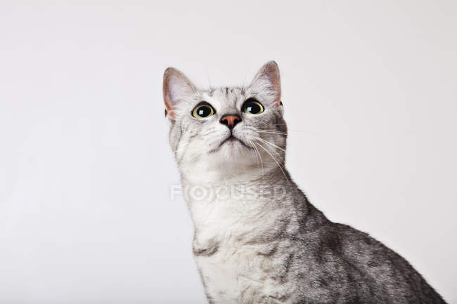 Nahaufnahme des Katzengesichts auf weißem Hintergrund — Stockfoto