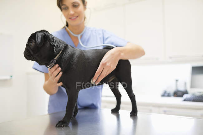 Ветеринар осматривает собаку в ветеринарной хирургии — стоковое фото