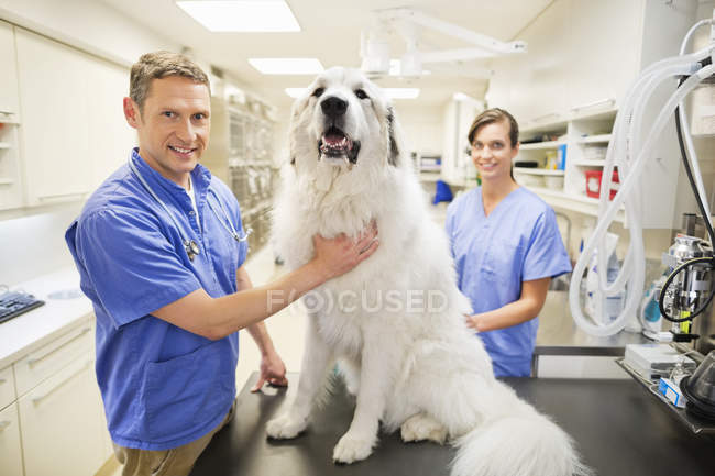 Veterinarian is examining dog in veterinary surgery — Stock Photo