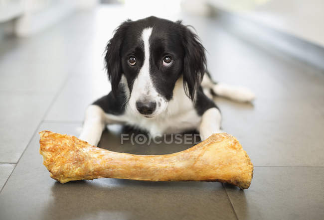 Collie Dog eating bone on floor — Stock Photo