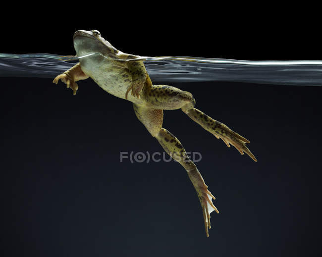Жаба плаває під водою на темному тлі — стокове фото