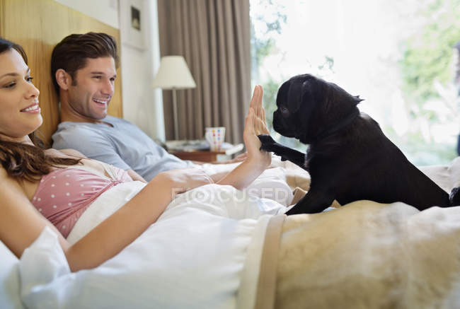 Mujer enseñando perro dando alta cinco en la cama en casa moderna - foto de stock