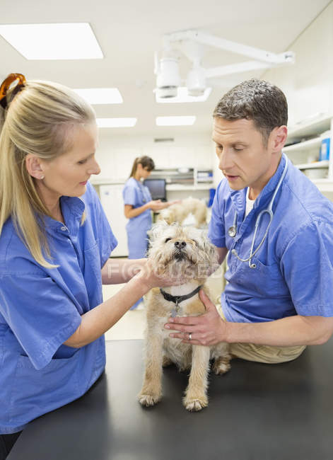 Ветеринары осматривают собаку в ветеринарной хирургии — стоковое фото