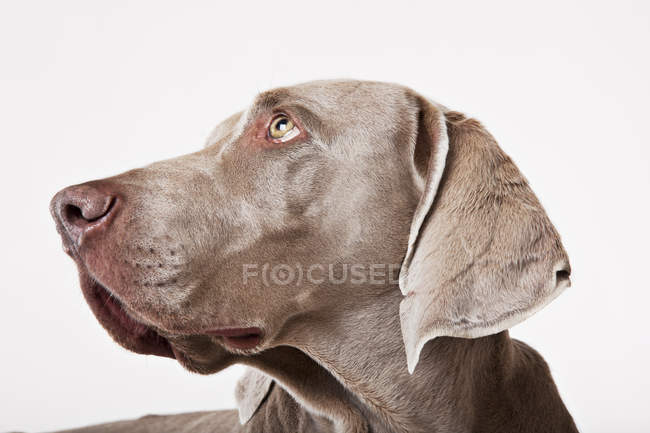 Close up of weimaraner dog face — Stock Photo