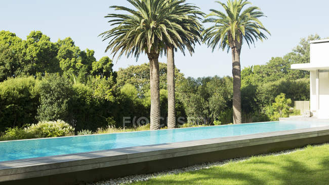 Пальмы рядом с роскошным бассейном — стоковое фото