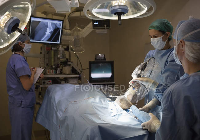 Cirujanos trabajando en quirófano veterinario - foto de stock